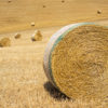 Field,Of,Round,Bales,Of,Hay,In,The,Tuscan,Countryside